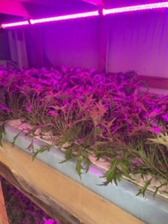 小型水耕栽培キット(LED対応)