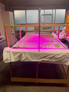 小型水耕栽培キット (多段仕様)