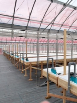 大型水耕栽培設備